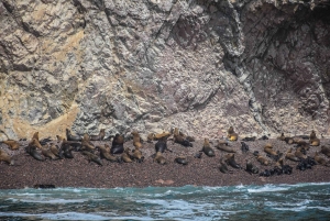 From Lima: 2 Days Nazca Lines, Paracas Ica Huacachina