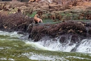 From Lima, 5D Maritime and Desert Routes: Ballestas, Nazca, and Larco Museum