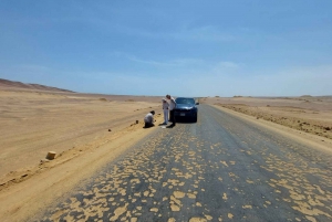 From Lima: Ballestas Island and Paracas Reserve Private Tour