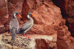 From Lima: Ballestas Island & Huacachina Oasis Full-Day Tour