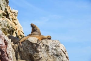 From Lima: Ballestas Islands, Buggies, and Sandboarding in Huacachina