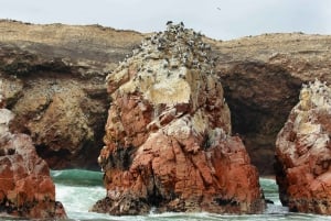 From Lima: Ballestas Islands, Buggies, and Sandboarding in Huacachina