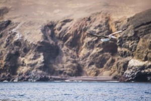 From Lima: Ballestas Islands, Buggies, and Sandboarding in Huacachina