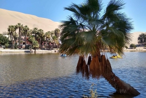 From Lima: Ballestas Islands, Huacachina and Nazca Line Tour