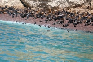 Från Lima: Ballestasöarna, Huacachina och vingårdstur