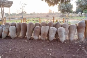 Från Lima: Ballestasöarna, Huacachina och vingårdstur