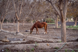 Från Lima: Ballestasöarna, Huacachina och vingårdstur