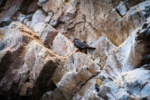 From Lima: Ballestas Islands, Huacachina, and Vineyard Tour