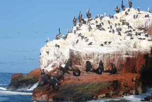 From Lima: Ballestas Islands, Huacachina, and Vineyard Tour