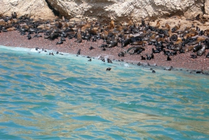 From Lima: Ballestas Islands, Huacachina, and Vineyard Tour