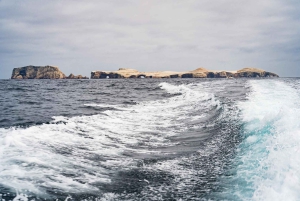 From Lima: Ballestas Islands, Huacachina, and Vineyard Tour