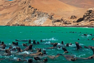 Depuis Lima : 1 journée Îles Ballestas + Oasis de Huacachina