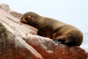 From Lima: Ballestas Islands, Nazca Lines, & Huacachina Tour