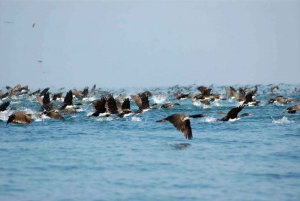 From Lima: Ballestas Islands, Paracas Reserve & Museum Tour