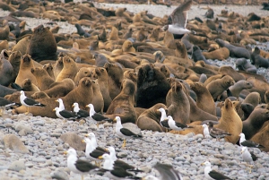 From Lima: Ballestas Islands, Paracas Reserve & Museum Tour