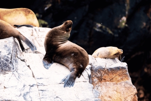 From Lima: Ballestas Islands, vineyards, and Huacachina Oasis by buggy (2 days)