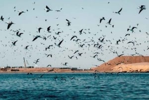Desde Lima: Excursión de 1 día al Oasis Costa Rica e Islas Ballestas