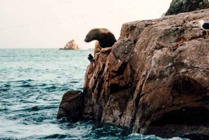 Desde Lima: Excursión de 1 día al Oasis Costa Rica e Islas Ballestas