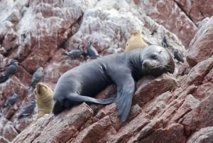 Da Lima: escursione di un giorno a Paracas, Ica e Oasi Huacachina