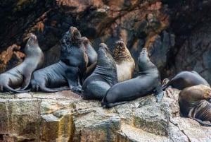 Da Lima: Tour di un giorno intero delle Islas Ballestas e Huacachina