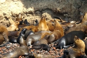 From Lima: Huacachina Oasis & Ballestas Island - ENGL / ESPA