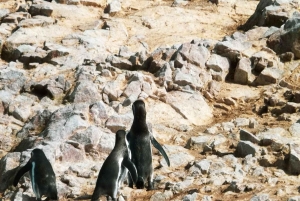 From Lima: Huacachina Oasis & Ballestas Island - ENGL / ESPA