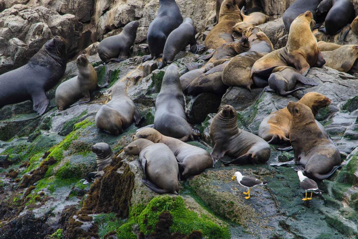 From Lima: Palomino Islands Excursion to Swim with Sea Lions