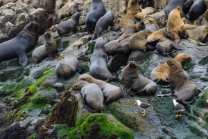 From Lima: Palomino Islands Excursion to Swim with Sea Lions