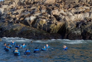From Lima: Palomino Islands Excursion to Swim with Sea Lions