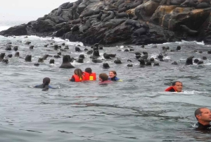 From Lima: Palomino Islands Excursion to Swim with Sea Lions