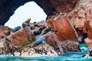 From Lima: Palomino Islands Excursion to Swim with Sea Lions