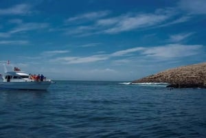 From Lima: Palomino Islands Excursion to Swim with Sea Lions