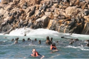 From Lima: Palomino Islands Excursion to Swim with Sea Lions