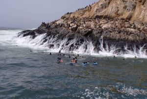 From Lima: Palomino Islands Excursion to Swim with Sea Lions