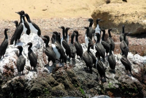 From Lima: Paracas and Huacachina Full-Day Tour with …