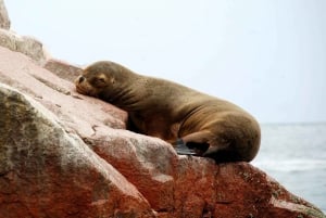 Desde Lima: Excursión de un día a Paracas y el Oasis de la Huacachina