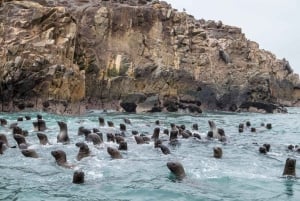 Ab Lima: Ganztagestour Paracas und Huacachina-Oase