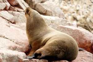 From Lima: Paracas and Huacachina Oasis Full Day Tour