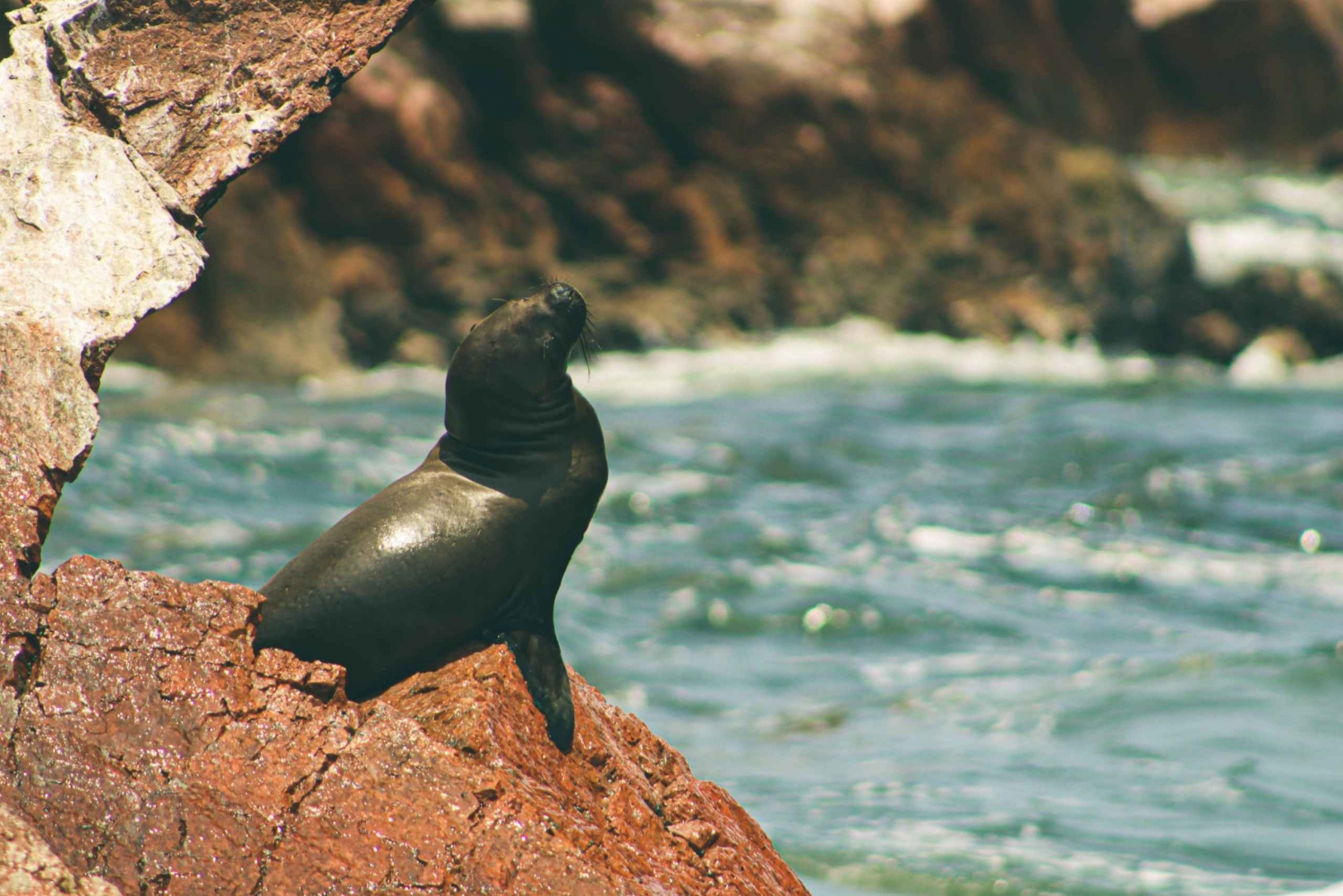 From Lima: Paracas National Reserve & Ballestas Islands Tour