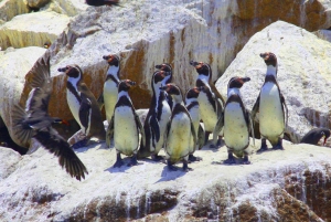 From Lima: Paracas National Reserve & Ballestas Islands Tour