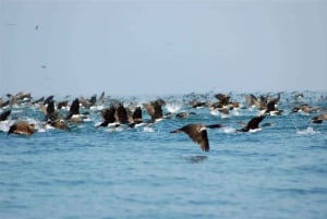 Best tours from Paracas, Peru