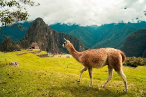 From Machu Picchu: Private Tour Guide & Bus Ticket