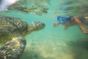 Vanuit Máncora: Zwemmen met schildpadden, catamarantocht en vogels spotten