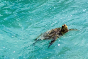 Vanuit Máncora: Zwemmen met schildpadden, catamarantocht en vogels spotten