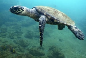 Vanuit Máncora: Zwemmen met schildpadden, catamarantocht en vogels spotten