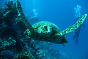 Vanuit Máncora: Zwemmen met schildpadden, catamarantocht en vogels spotten