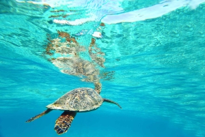 Vanuit Máncora: Zwemmen met schildpadden, catamarantocht en vogels spotten