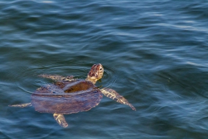 Vanuit Máncora: Zwemmen met schildpadden, catamarantocht en vogels spotten