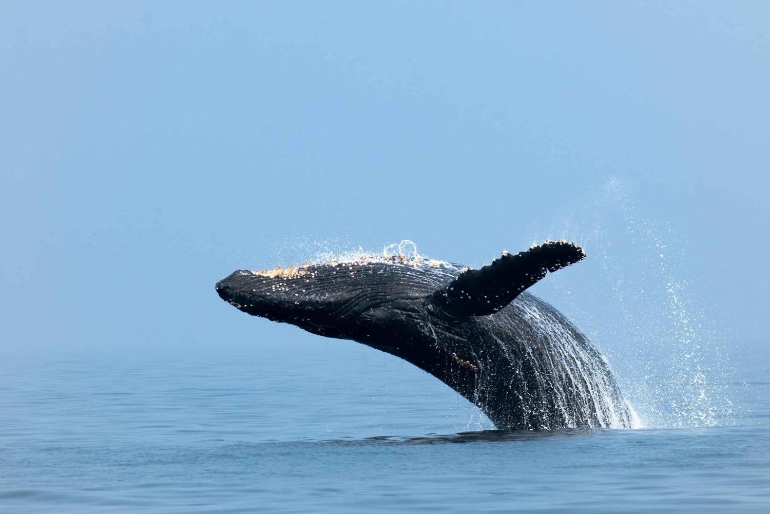 From Mancora: Whale watching and swimming with sea turtles