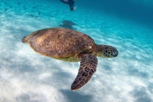 Fra Máncora: Hvalobservation og svømning med havskildpadder